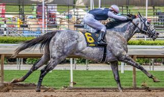 Horse Race Animal