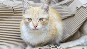 Cat Pet Animal