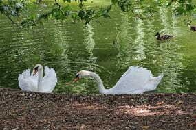 Swan Lake