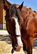 Shire Horse Big