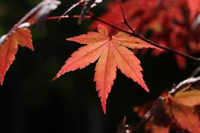 Autumn Leaves Maple tree