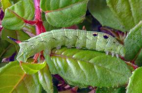 Caterpillar Larva Moth