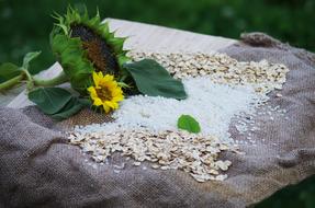 Oat grains and rice near the sunflower