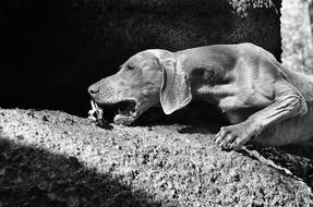 Bones Weimaraner