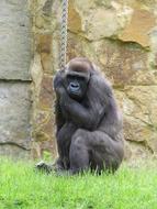 Gorilla Animal Monkey