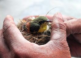 Wild Wildlife Bird