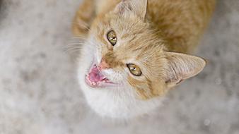 Pet Cat Domestic