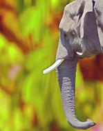 Elephant India Mammal