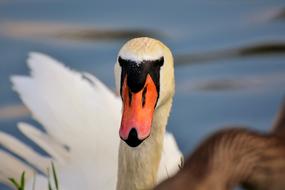 Swan Water Bird