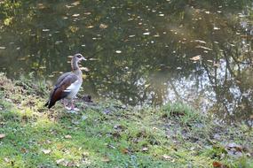 Nilgans Alopochen Egypt Duck Bird