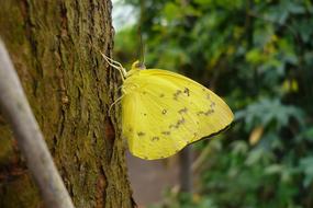 Butterfly Yellow Insect
