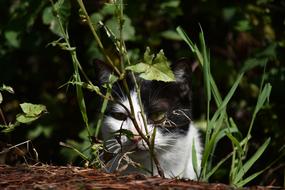 Animals Cat Portrait