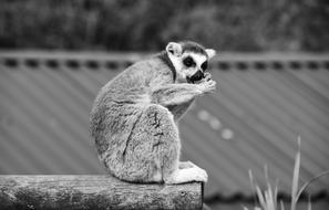 Lemur Madagascar Zoo