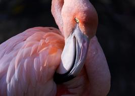 Flamingo Bird Colorful