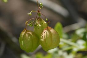 tropical green fruit on a tree