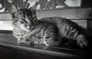 Cat Black And White Eye'S