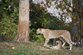leopards on a walk