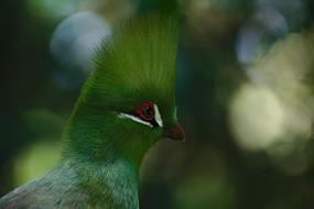 southern bird of paradise