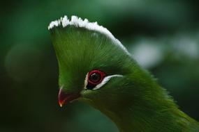 Bird Birds Of Eden South