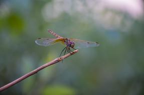 Dragonfly Red Insect