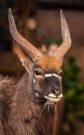Nyala Antelope Africa