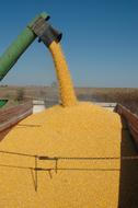 corn harvest in the truck
