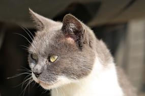 Cat Animal Head Grey And