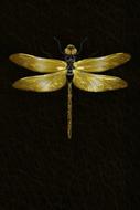 Dragonfly Insect Macro