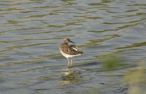 Bird Ruff Calidris Pugnax