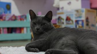grey Cat Relaxed at home