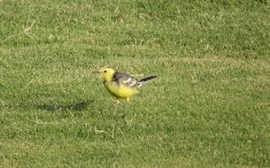Bird Western Yellow Wagtail