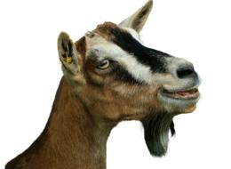 Prima Donna Goat Isolated