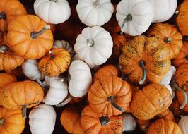 Gourds Fall Autumn