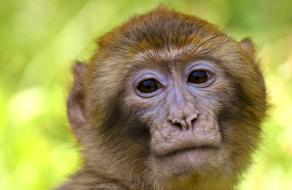 Barbary Ape Endangered Species