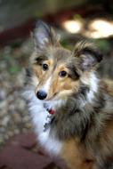 Shetland Sheepdog Dog