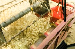harvesting wheat in the field