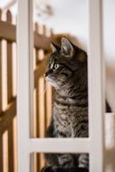 Cat Animals Kitten Domestic