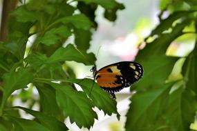 Monarch Butterfly Insect Flowers
