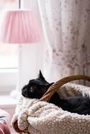 Cat Animals Kitten Domestic