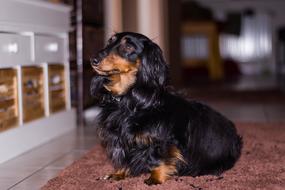 dog looking up