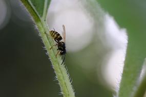 Bee Wasp Insect