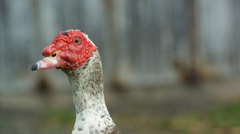 Duck Injured Red