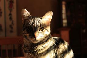 Cat Shadow And Light Animal