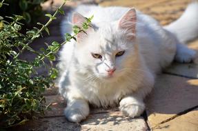 White Cat Animal