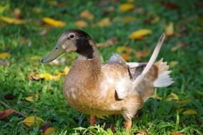 Duck Feather Animal