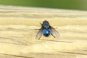 Insect Ali Blue