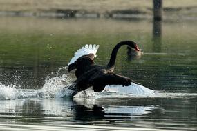 black swan in the lake