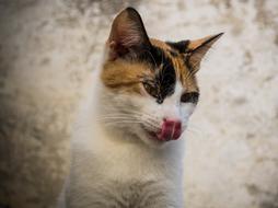 Cat Pet Animal