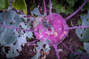 purple is a healthy vegetable