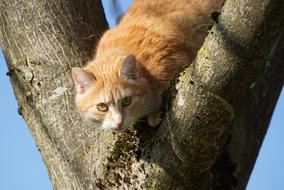 Everything In Sight Cat Pet
